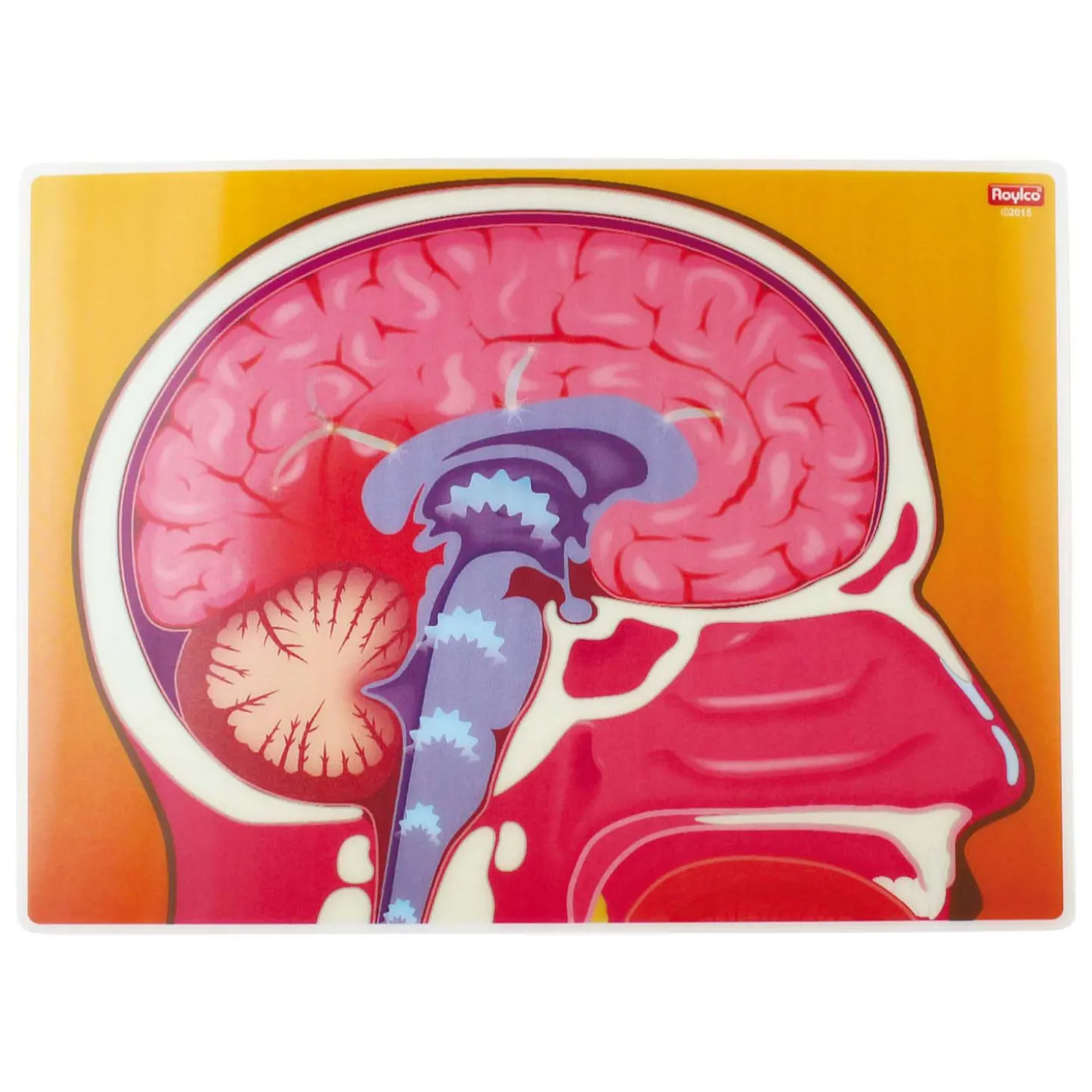 Actiekaarten mijn Lichaam - 10 Kaarten