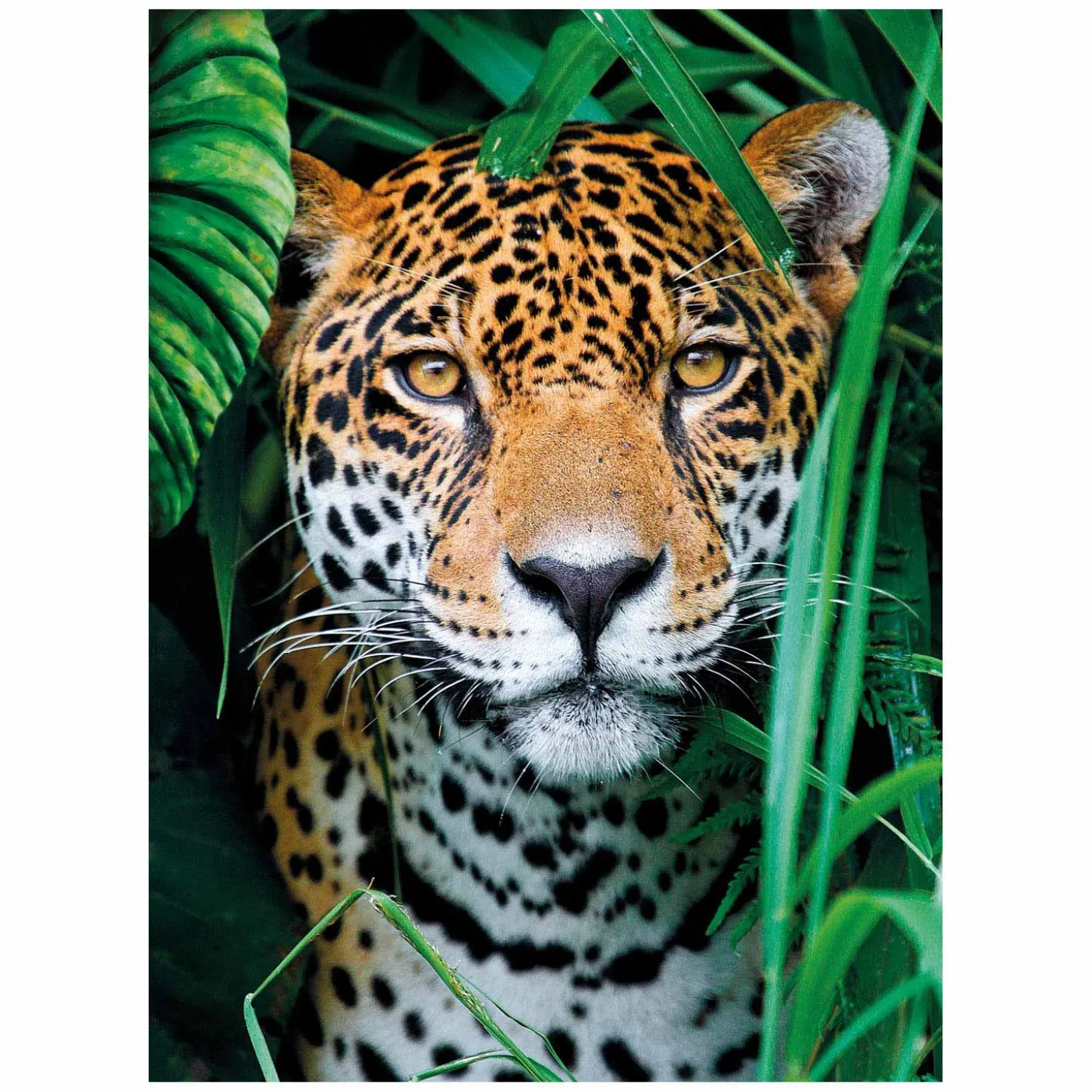 Clementoni Puzzel Jaguar in de Jungle, 500st.