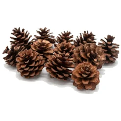 Colorations - Dennenappels, 12st.