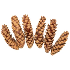 Colorations - Natuurlijke Strobuskegels, 6st.