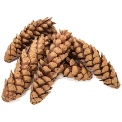 Colorations - Natuurlijke Strobuskegels, 6st.