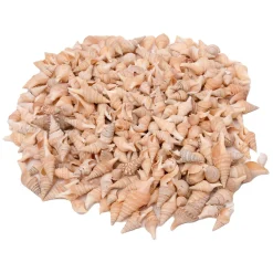 Colorations - Zeeschelpen Turrid, 400g