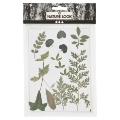 Gedroogde Bloemen en Bladeren Groen