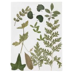 Gedroogde Bloemen en Bladeren Groen