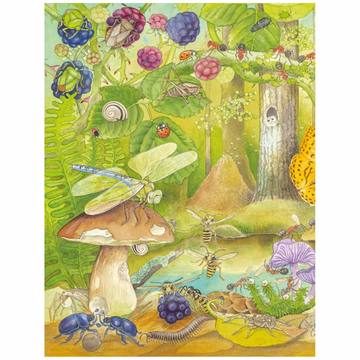 Kijk- en Zoekboek - Kriebeldiertjes