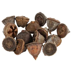 Larikskegels, 25 gram