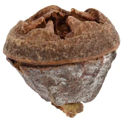 Larikskegels, 25 gram