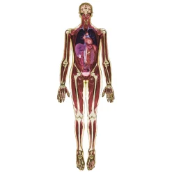 MRI-Scan Lichaam - 3dlg.