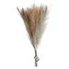 Pampasgras Beige/Bruin/Grijs, 3st.