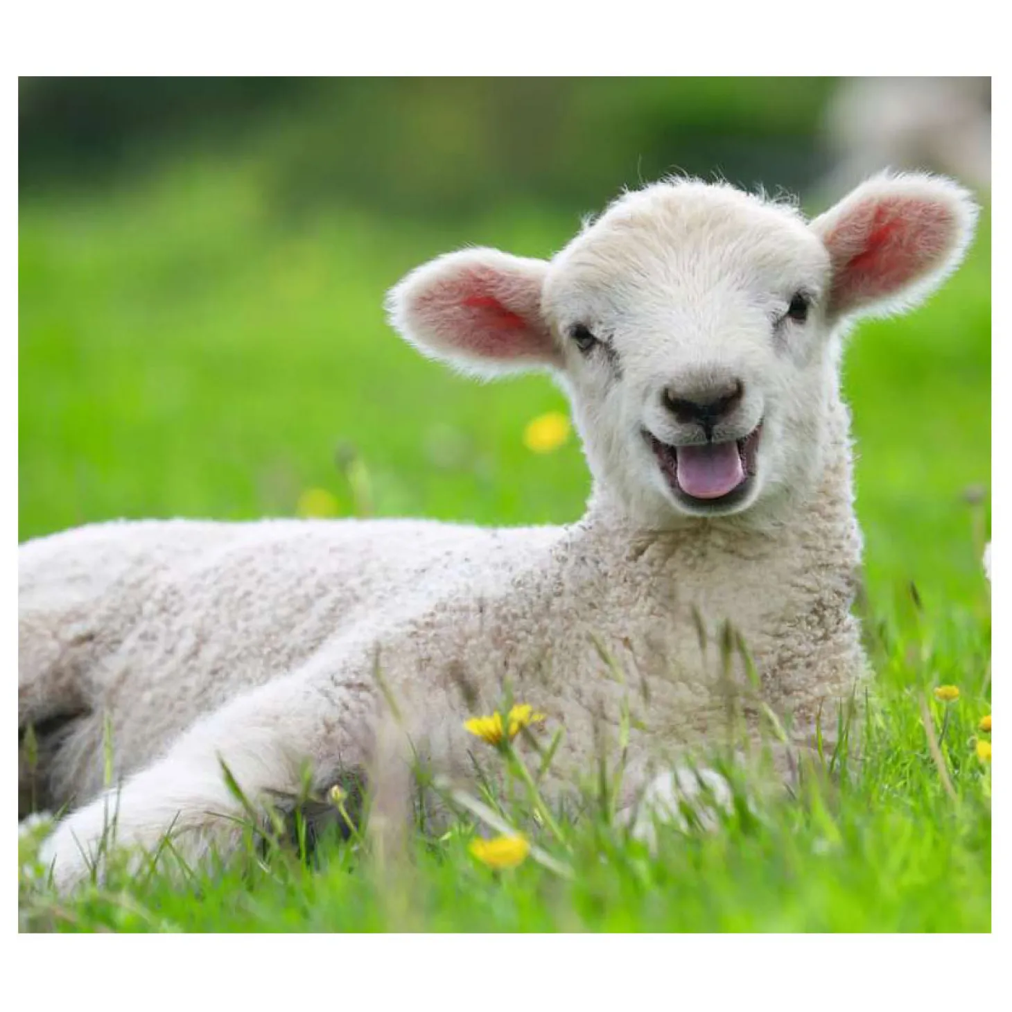 Ravensburger Boerderijdieren Legpuzzel, 2x12st.