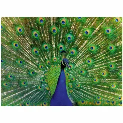 Ravensburger Legpuzzel Colorful Animals Pauw, 500st.