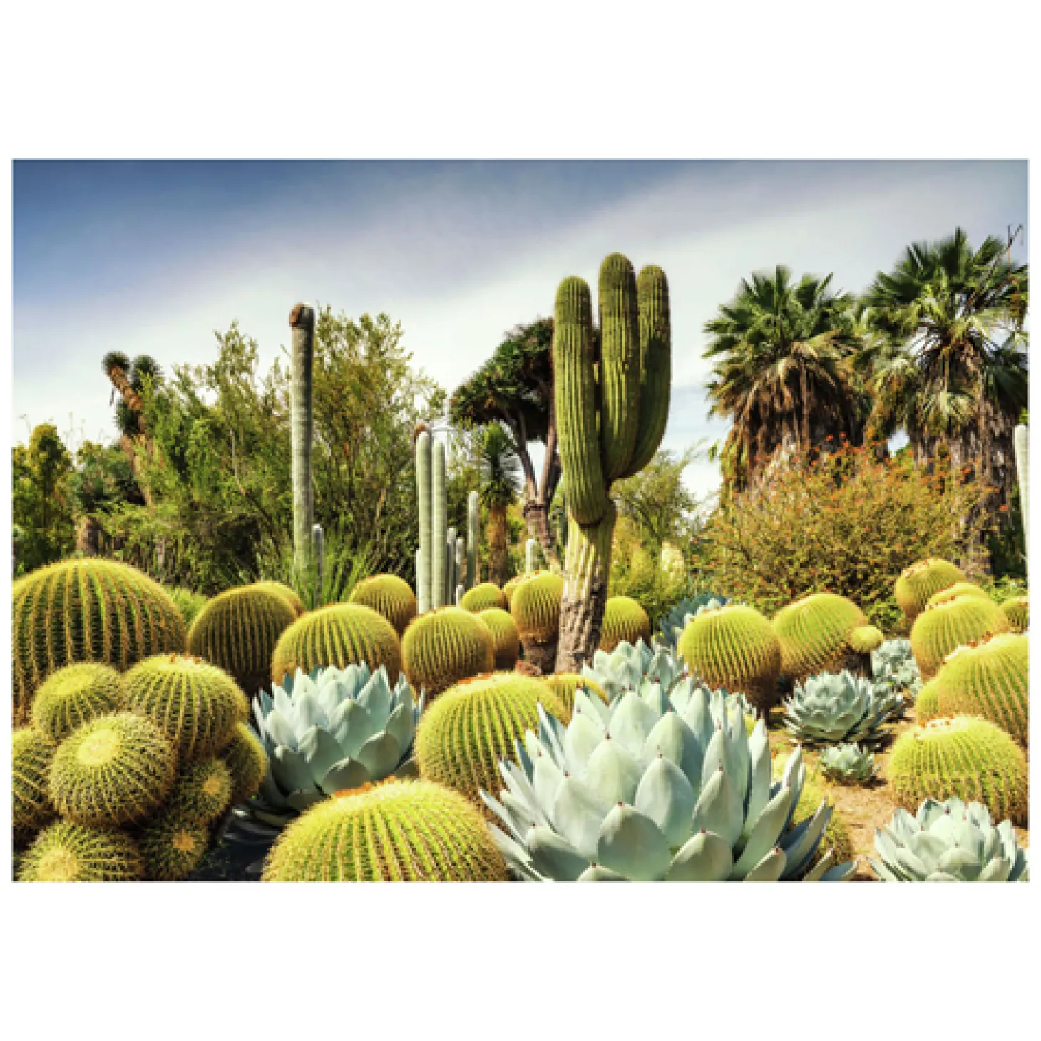 Ravensburger Legpuzzel Huntington Desert Garden, 1000st.