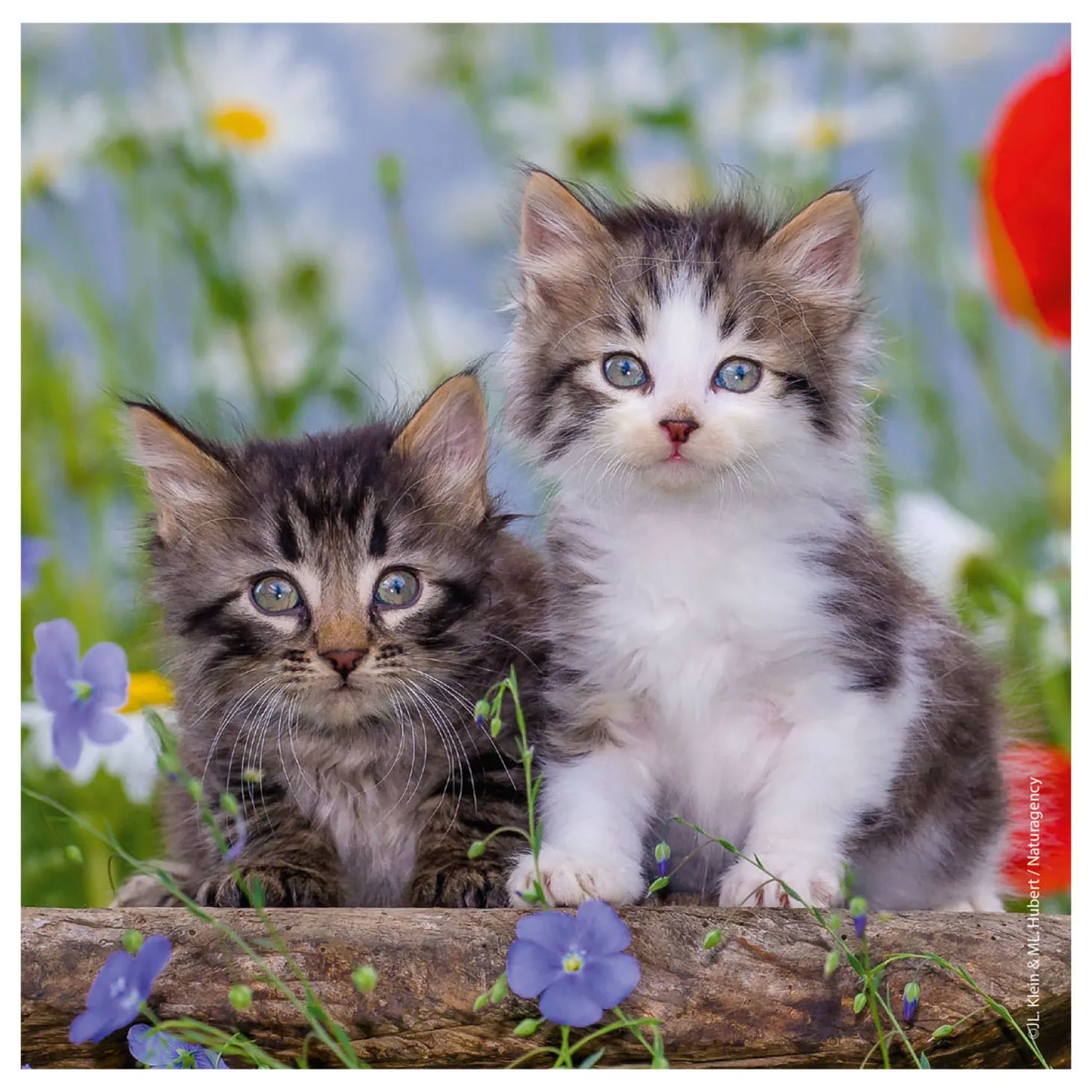 Ravensburger Legpuzzel Jonge Katjes, 3x49st.