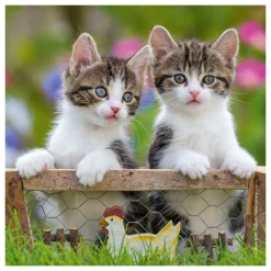 Ravensburger Legpuzzel Jonge Katjes, 3x49st.