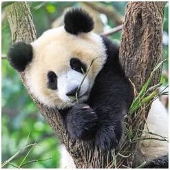 Ravensburger Puzzel Panda, Tijger en Leeuw, 3x49st.