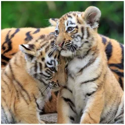 Ravensburger Puzzel Panda, Tijger en Leeuw, 3x49st.