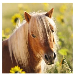 Ravensburger Schattige Pony's, 3x49st.