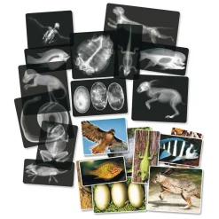 Rontgen Dieren - 28dlg.