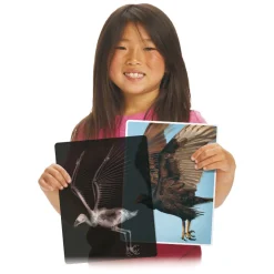 Rontgen Dieren - 28dlg.