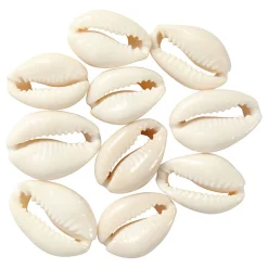 Schelpen Wit, 12st.