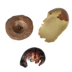 World of Dinosaurs Babydino in Gebroken Ei